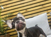 Female lovely Frenchie puppy for sale