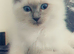 2 gorgeous female ragdolls available