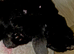 2 Black kittens
