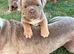 7 Olde English bulldog puppies for sale