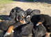 Bernese Mountain Dog Puppies - 2 puppies left