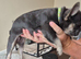 KC Registered French Bulldogs