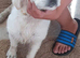 Golden retriever girl kc reg