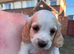 Only 5 pups left, 1 girl and 4 boys ready to leave 24 th