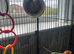 Young budgie for sale