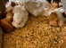 BABY AND YOUNG ADULT FEMALE GUINEA PIGS