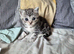 Scottish fold crosses 2 female 1 male