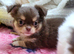 Stunning Russian/Thai long coat puppies