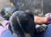 Terrier x collie pups for sale