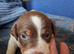 Stunning Jack Russell's ,Hastings
