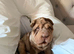 Shar Pei Puppy