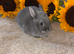 Pure netherland dwarf baby&rsquo;s