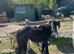 Beautiful Black  mini cob filly rising  2yrs