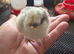 Lavender Araucana day old chicks unsexed