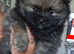 1 beautiful pom boy ready now!