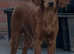 Red cocker spaniel stud available