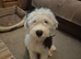 Old English Sheepdog pup.