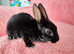 Baby mini rex for sale