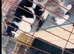 Kittens for sale