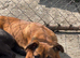 Cane corso x Rottweiler puppies