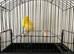 2025 fife clear buff cock