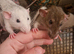 3X Young Female rats
