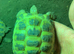 HORSEFIELD TORTOISES 2 YEARS OLD