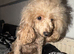 Cavapoo adult female