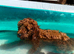 Cavapoo F1b