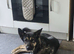 German shepherd cross