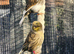 Outdoor Avairy Canaries&rsquo;s