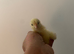 16 x La Bresse Gauloise Purebred chicks available