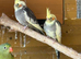 2x cockatiel chicks