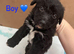Beautiful Toy Jackapoo Puppies need to be re homed by the 24th