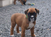 KC Registered Boxer puppies