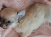 Ready 9th July Long coat chihuahua boys