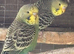 3 baby budgies