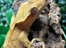 Adult Yellow Male Crested Gecko (missing tail) for re-homing