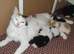 White male kitten
