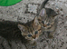 British Shorthairs ready for a new home