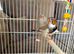 Zebra Finches for sale
