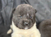 Quality KC registered American Akita Puppies