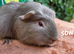 Tow beautiful female guinea pigs