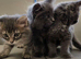 Nebelung × Ragdoll Kittens