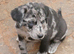 Blue Merle, Sable, Black and White Lollies