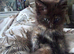 Rehomeing of main coon