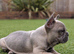 French bulldog puppies Kennel Club registered