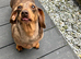 Miniature Smooth Female Adult Dachshund