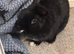 Two female rabbits for free