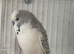 Baby Budgies available both sexes